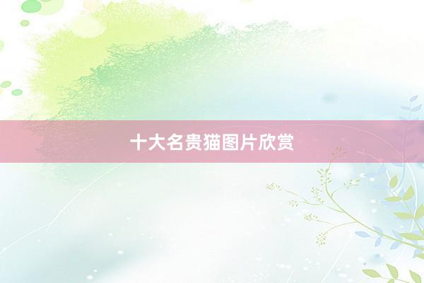 十大名贵猫图片欣赏
