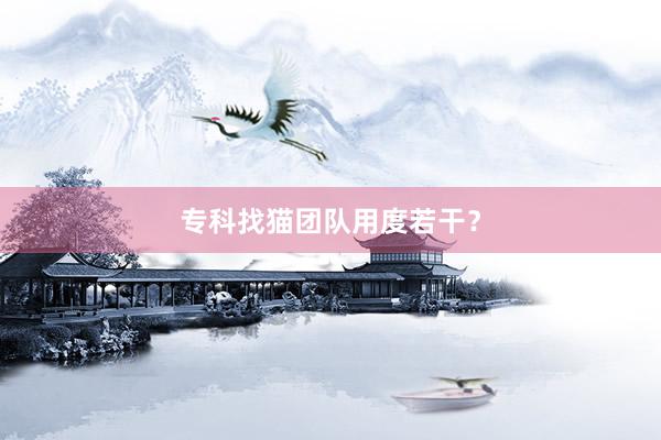 专科找猫团队用度若干？